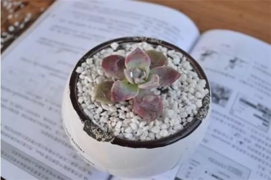 哈爾濱珍珠巖 哈爾濱珍珠巖