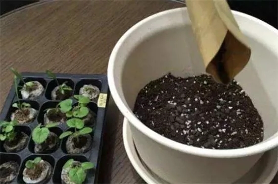 哈爾濱珍珠巖廠家 哈爾濱珍珠巖廠家