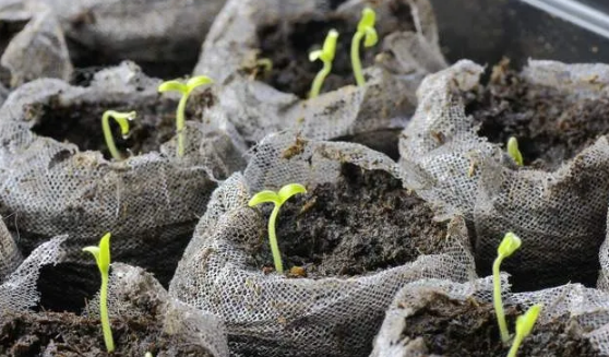 哈爾濱珍珠巖 哈爾濱珍珠巖